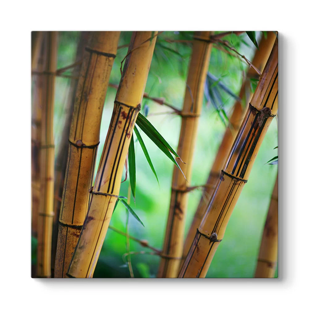 Bambu Ağaçları Tablosu - Model 3